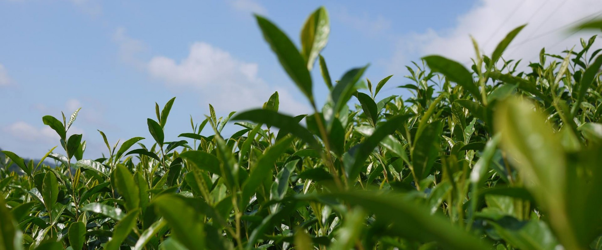 商品紹介 | 芳香園製茶株式会社